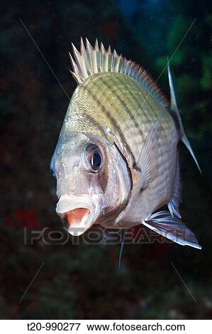 Striped White Bream, Diplodus sp, Tamariu, Costa Brava, Mediterranean Sea, Spain View Large Photo Image Stock Photo - Striped White Bream, Diplodus sp, Tamariu, Costa Brava, Mediterranean Sea, Spain. Fotosearch