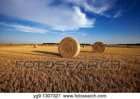 Stubble field, LLeida province, Spain. View Large Photo Image Stock Photo - Stubble field, LLeida province, Spain.. Fotosearch