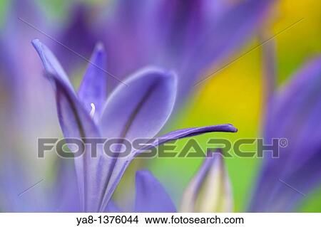 Studio still life floral / Triteleia laxa or Brodiaea laxa upright pale purple-blue flowers in close-up softly diffused Summer flowering corm View Large Photo Image Picture - Studio still life floral / Triteleia laxa or Brodiaea laxa upright pale purple-blue flowers in close-up softly diffused Summer flowering corm. Fotosearch