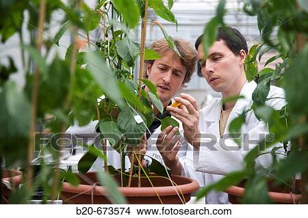 Studying the Gernika pepper physiology in greenhouse, Departamento de Producci? n y Protecci? n Vegetal, Neiker Tecnalia, Instituto de Investigaci? n y Desarrollo Agrario, Ganadero, Forestal y del Medio Natural, Derio, Bizkaia, Euskadi, Spain View Large Photo Image Picture - Studying the Gernika pepper physiology in greenhouse, Departamento de Producci? n y Protecci? n Vegetal, Neiker Tecnalia, Instituto de Investigaci? n y Desarrollo Agrario, Ganadero, Forestal y del Medio Natural, Derio, Bizkaia, Euskadi, Spain. Fotosearch