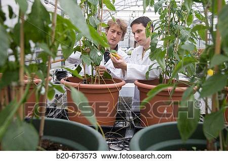 Studying the Gernika pepper physiology in greenhouse, Departamento de Producci? n y Protecci? n Vegetal, Neiker Tecnalia, Instituto de Investigaci? n y Desarrollo Agrario, Ganadero, Forestal y del Medio Natural, Derio, Bizkaia, Euskadi, Spain View Large Photo Image Stock Image - Studying the Gernika pepper physiology in greenhouse, Departamento de Producci? n y Protecci? n Vegetal, Neiker Tecnalia, Instituto de Investigaci? n y Desarrollo Agrario, Ganadero, Forestal y del Medio Natural, Derio, Bizkaia, Euskadi, Spain. Fotosearch