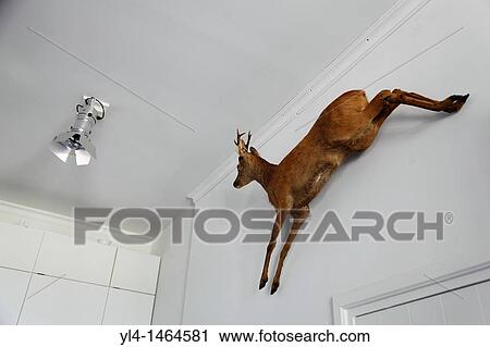 Stuffed deer on the wall next to a modern design lamp. Interior shop Het Utrechts Landschap foundation, Netherlands View Large Photo Image Stock Image - Stuffed deer on the wall next to a modern design lamp. Interior shop Het Utrechts Landschap foundation, Netherlands. Fotosearch