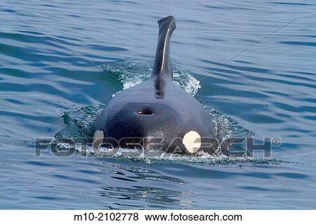 Stock Photo - Stumby (Chopfin) CA217 in Monterey Bay.. Fotosearch