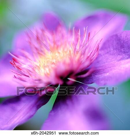 stunning clematis multi blue variety soft focus and contemporary in natural setting. View Large Photo Image Stock Image - stunning clematis multi blue variety soft focus and contemporary in natural setting.. Fotosearch