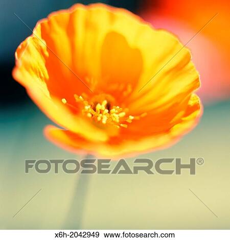 Stock Photo - stunning orange poppy soft and ethereal in natural setting, garden flower.. Fotosearch