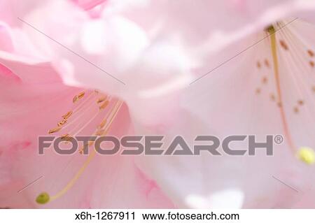 Stunningly Beautiful Blush Pink Rhododendron Blooms View Large Photo Image Stock Image - Stunningly Beautiful Blush Pink Rhododendron Blooms. Fotosearch