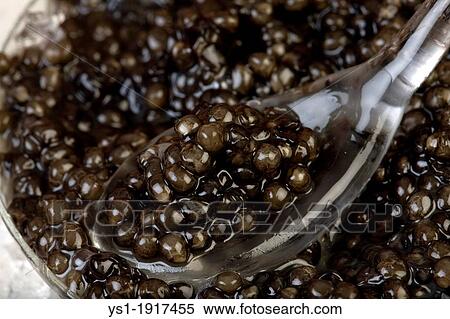 STURGEON? S EGG CAVIAR View Large Photo Image Stock Photography - STURGEON? S EGG CAVIAR. Fotosearch