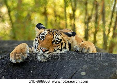 Sub-adult Bengal Tiger on rock Kanha National Park, Madhya Pradesh, India View Large Photo Image Stock Image - Sub-adult Bengal Tiger on rock Kanha National Park, Madhya Pradesh, India. Fotosearch