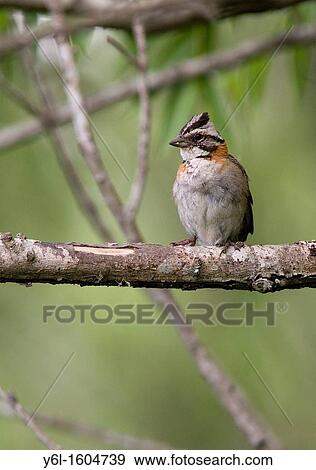 Subadult Rufous-collared Sparrow, Zonotrichia capensis, Parana Delta, Buenos Aires province, Argentina, South America View Large Photo Image Stock Photo - Subadult Rufous-collared Sparrow, Zonotrichia capensis, Parana Delta, Buenos Aires province, Argentina, South America. Fotosearch