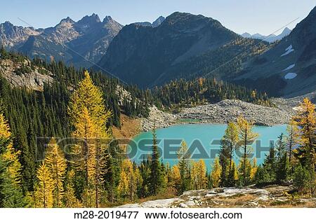 Subalpine Larch (Larix lyallii) in autumn at Lewis Lake, North Cascades Washington. View Large Photo Image Stock Photo - Subalpine Larch (Larix lyallii) in autumn at Lewis Lake, North Cascades Washington.. Fotosearch