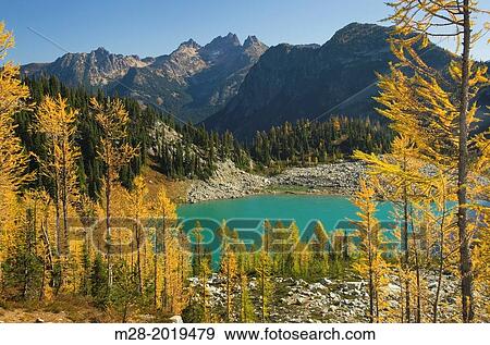 Stock Photo - Subalpine Larch (Larix lyallii) in autumn at Lewis Lake, North Cascades Washington.. Fotosearch