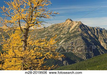 Stock Photograph - Subalpine Larch (Larix lyallii) in autumn, North Cascades Washington.. Fotosearch
