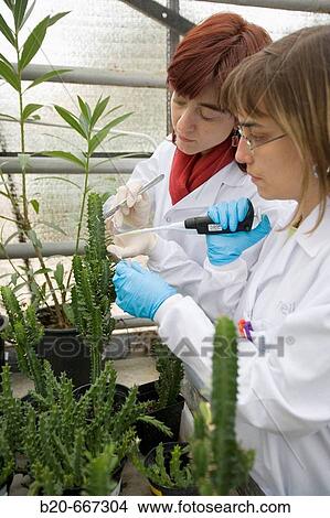 Succulent plant. Biosafety greenhouse, P2, Neiker Tecnalia, Instituto de Investigaci? n y Desarrollo Agrario, Ganadero, Forestal y del Medio Natural, Arkaute, Alava, Euskadi, Spain. View Large Photo Image Picture - Succulent plant. Biosafety greenhouse, P2, Neiker Tecnalia, Instituto de Investigaci? n y Desarrollo Agrario, Ganadero, Forestal y del Medio Natural, Arkaute, Alava, Euskadi, Spain.. Fotosearch