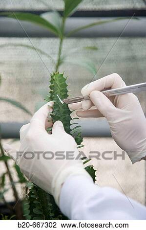 Succulent plant. Biosafety greenhouse, P2, Neiker Tecnalia, Instituto de Investigaci? n y Desarrollo Agrario, Ganadero, Forestal y del Medio Natural, Arkaute, Alava, Euskadi, Spain. View Large Photo Image Stock Image - Succulent plant. Biosafety greenhouse, P2, Neiker Tecnalia, Instituto de Investigaci? n y Desarrollo Agrario, Ganadero, Forestal y del Medio Natural, Arkaute, Alava, Euskadi, Spain.. Fotosearch