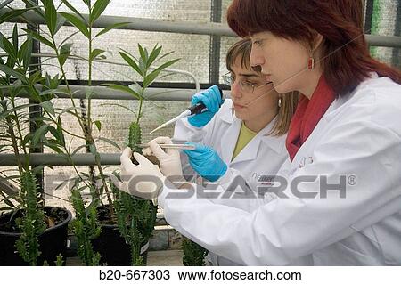 Stock Image - Succulent plant. Biosafety greenhouse, P2, Neiker Tecnalia, Instituto de Investigaci? n y Desarrollo Agrario, Ganadero, Forestal y del Medio Natural, Arkaute, Alava, Euskadi, Spain.. Fotosearch