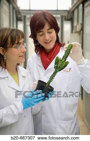 Succulent plant. Biosafety greenhouse, P2, Neiker Tecnalia, Instituto de Investigaci? n y Desarrollo Agrario, Ganadero, Forestal y del Medio Natural, Arkaute, Alava, Euskadi, Spain. View Large Photo Image Stock Photo - Succulent plant. Biosafety greenhouse, P2, Neiker Tecnalia, Instituto de Investigaci? n y Desarrollo Agrario, Ganadero, Forestal y del Medio Natural, Arkaute, Alava, Euskadi, Spain.. Fotosearch