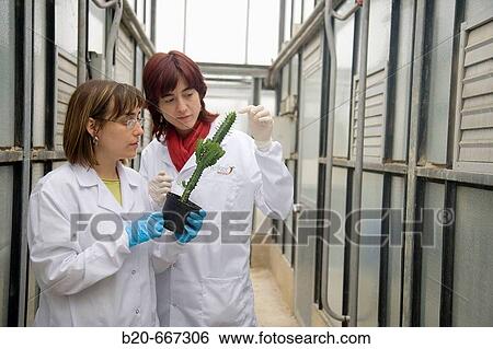 Stock Photograph - Succulent plant. Biosafety greenhouse, P2, Neiker Tecnalia, Instituto de Investigaci? n y Desarrollo Agrario, Ganadero, Forestal y del Medio Natural, Arkaute, Alava, Euskadi, Spain.. Fotosearch