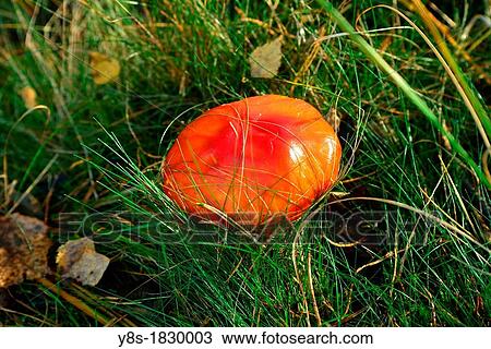 Suedheide, near Gifhorn, Lower Saxony, Germany View Large Photo Image Stock Image - Suedheide, near Gifhorn, Lower Saxony, Germany. Fotosearch