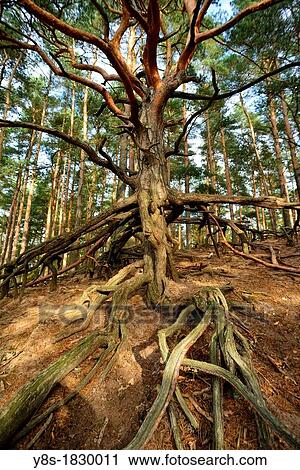 Suedheide, near Gifhorn, Lower Saxony, Germany View Large Photo Image Stock Image - Suedheide, near Gifhorn, Lower Saxony, Germany. Fotosearch