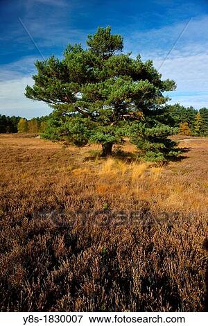 Suedheide, near Gifhorn, Lower Saxony, Germany View Large Photo Image Stock Photo - Suedheide, near Gifhorn, Lower Saxony, Germany. Fotosearch