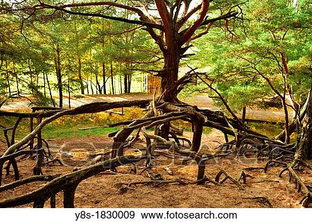 Suedheide, near Gifhorn, Lower Saxony, Germany View Large Photo Image Stock Photo - Suedheide, near Gifhorn, Lower Saxony, Germany. Fotosearch