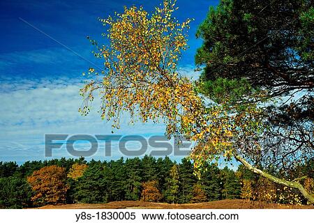 Suedheide, near Gifhorn, Lower Saxony, Germany View Large Photo Image Stock Photography - Suedheide, near Gifhorn, Lower Saxony, Germany. Fotosearch