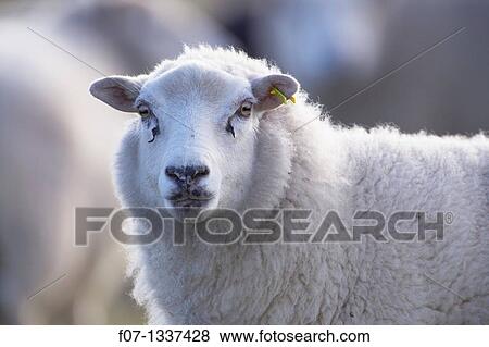 Suffolk sheep - Ovis aries - UK. View Large Photo Image Stock Photo - Suffolk sheep - Ovis aries - UK.. Fotosearch