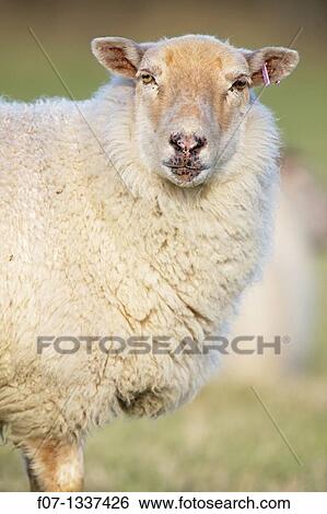 Suffolk sheep - Ovis aries - UK. View Large Photo Image Stock Photograph - Suffolk sheep - Ovis aries - UK.. Fotosearch