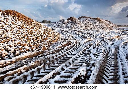 Stock Image - Sugar beet harvested heap in snow Norfolk UK. Fotosearch