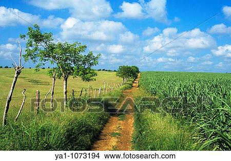 Picture - Sugar cane field La Altagracia province, Dominican republic, Caribbean. Fotosearch