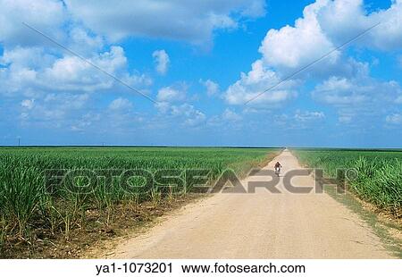 Stock Image - Sugar cane field La Altagracia province, Dominican republic, Caribbean. Fotosearch