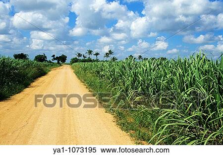 Stock Photography - Sugar cane field La Altagracia province, Dominican republic, Caribbean. Fotosearch