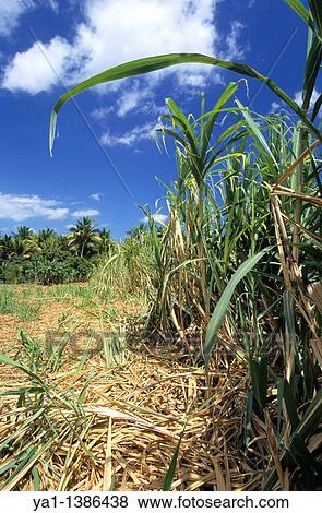 Sugar cane field, Saint Paul area, La Reunion island, France, Indian Ocean View Large Photo Image Stock Photo - Sugar cane field, Saint Paul area, La Reunion island, France, Indian Ocean. Fotosearch