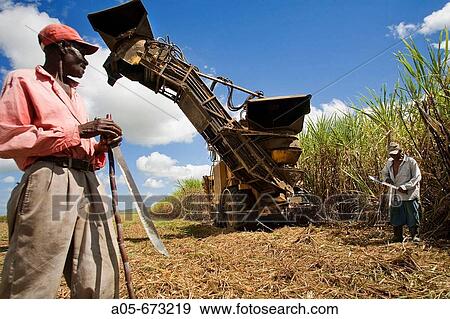 Sugar cane harvest. Dominican Republic. View Large Photo Image Stock Photo - Sugar cane harvest. Dominican Republic.. Fotosearch