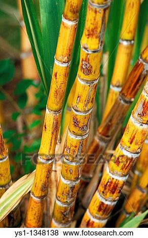 Stock Photo - SUGAR CANE IN HAWAII. Fotosearch