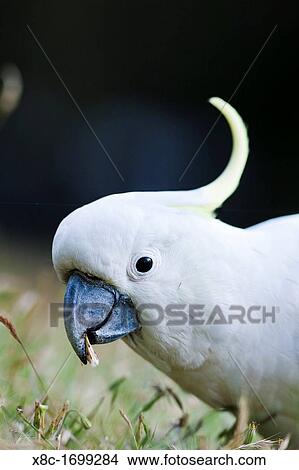 Sulphur-crested Cockatoo Cacatua galerita in the Grampians National Park, Australia, looking for food on a meadow View Large Photo Image Picture - Sulphur-crested Cockatoo Cacatua galerita in the Grampians National Park, Australia, looking for food on a meadow. Fotosearch