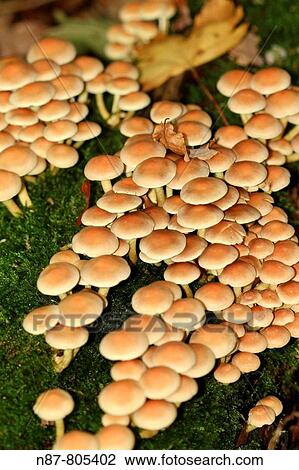 Stock Image - Sulphur Tuft (Hypholoma fasciculare). Fotosearch