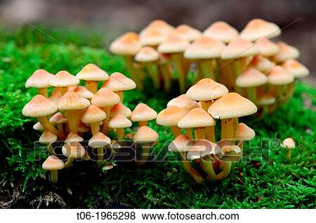 Stock Photo - Sulphur tuft (Hypholoma fasciculare) fungi on decaying wood, Alsace, France.. Fotosearch
