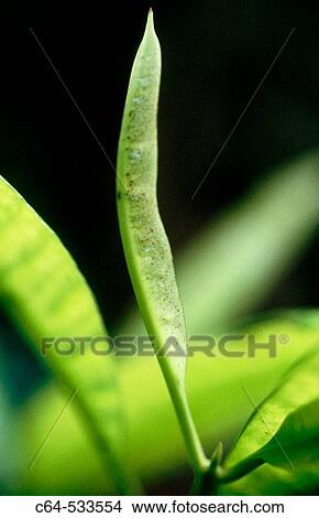Sumatra. Indonesia View Large Photo Image Picture - Sumatra. Indonesia. Fotosearch