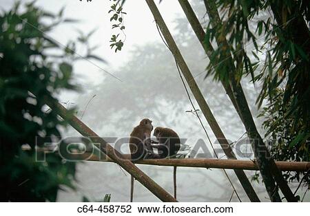 Stock Image - Sumatra, Indonesia. Fotosearch