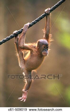 Sumatra Orangutan cub (Pongo pygmaeus abelii). View Large Photo Image Stock Photo - Sumatra Orangutan cub (Pongo pygmaeus abelii).. Fotosearch