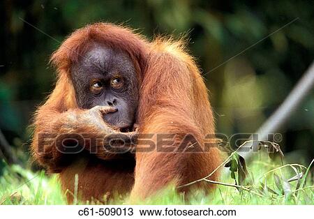 Sumatra Orangutan (Pongo pygmaeus abelii). View Large Photo Image Stock Image - Sumatra Orangutan (Pongo pygmaeus abelii).. Fotosearch