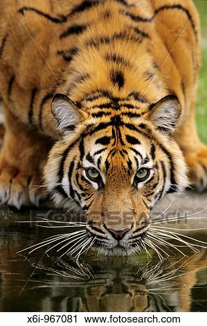 Stock Image - Sumatra Tiger Panthera tigris sumatrae, drinking, portrait. Fotosearch