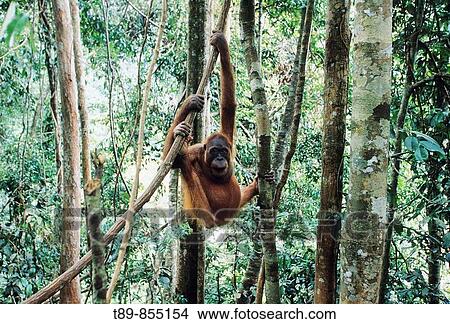 Picture - Sumatran orangutan Pongo pygmaeus abelii. Fotosearch
