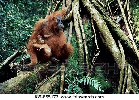 Sumatran orangutan Pongo pygmaeus abelii View Large Photo Image Stock Image - Sumatran orangutan Pongo pygmaeus abelii. Fotosearch