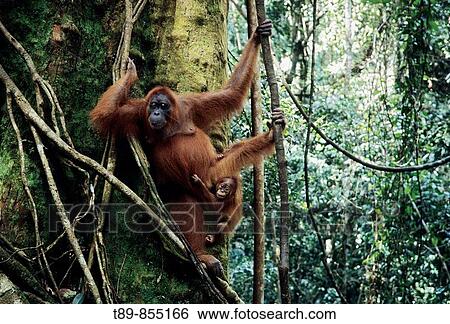 Sumatran orangutan Pongo pygmaeus abelii View Large Photo Image Stock Photograph - Sumatran orangutan Pongo pygmaeus abelii. Fotosearch
