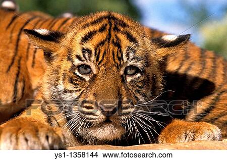 SUMATRAN TIGER panthera tigris sumatrae, PORTRAIT OF CUB View Large Photo Image Picture - SUMATRAN TIGER panthera tigris sumatrae, PORTRAIT OF CUB. Fotosearch