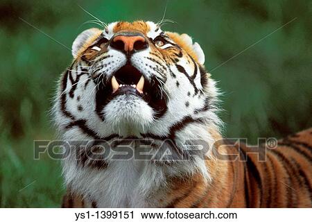 Stock Image - Sumatran Tiger, panthera tigris sumatrae, Adult looking up. Fotosearch
