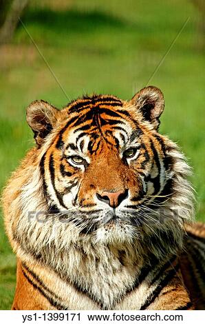 Sumatran Tiger, panthera tigris sumatrae, Portrait of Adult View Large Photo Image Stock Image - Sumatran Tiger, panthera tigris sumatrae, Portrait of Adult. Fotosearch