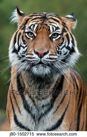 Stock Photography - Sumatran Tiger (Panthera tigris sumatrae). Fotosearch